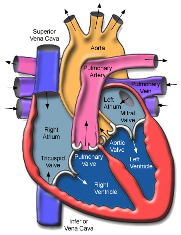 Weight-loss threshold for improved cardiac health